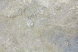 Plate of Archimedes Screw Bryozoan Fossils - Alabama #129488-2